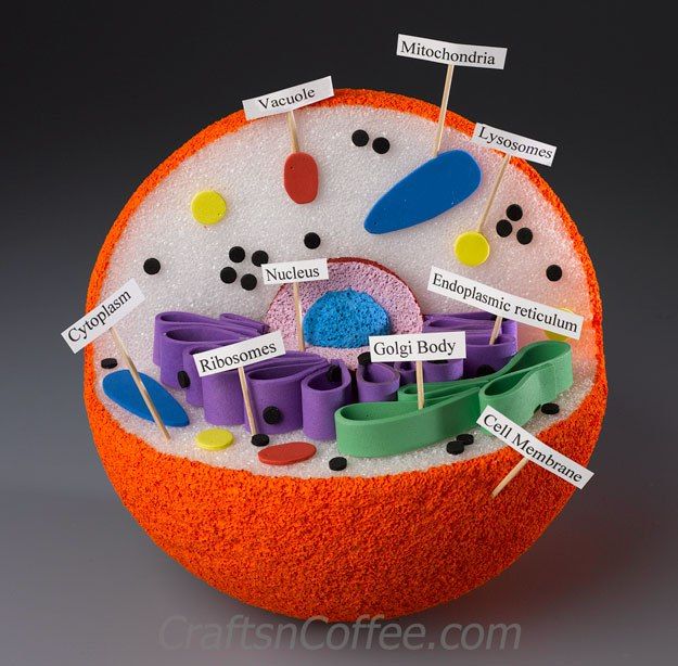 3d animal cell model labeled